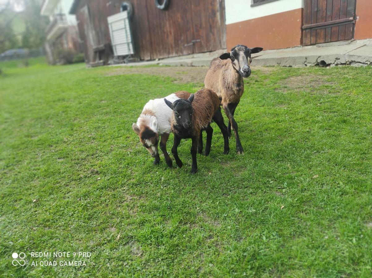 Gospodarstwo Agroturystyczne U Ani Krosnica  Dış mekan fotoğraf