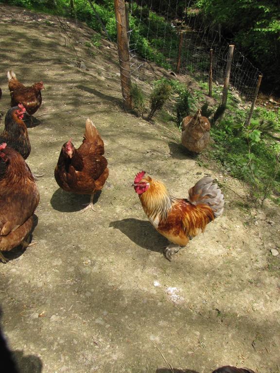 Gospodarstwo Agroturystyczne U Ani Krosnica  Dış mekan fotoğraf